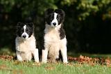 BORDER COLLIE 1323